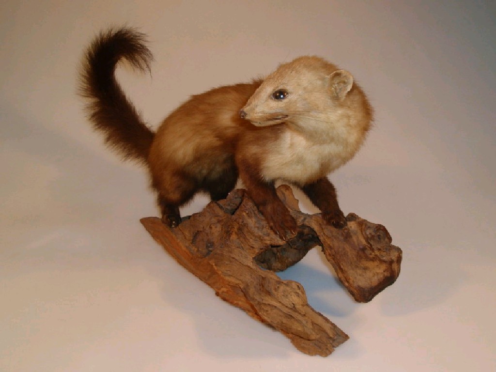 Appraisal: A taxidermy model of a pine martens with glass eyes