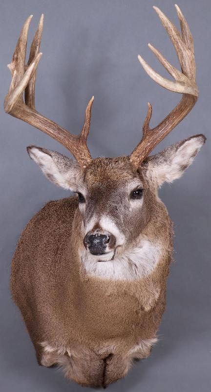 Appraisal: A FINE WHITETAIL DEER MOUNT CONTEMPORARY A FINE WHITETAIL DEER