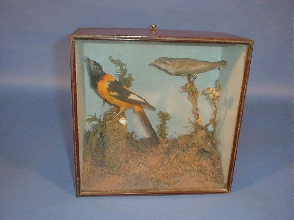 Appraisal: A glazed and cased taxidermy ornithological specimens