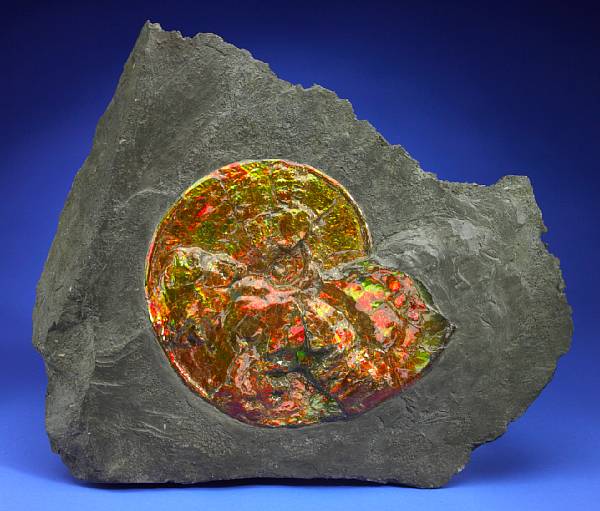 Appraisal: Opalescent Ammonite in Matrix Placenticeras meeki Cretaceous Bear Paw Formation