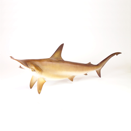 Appraisal: Hammerhead shark fiberglass life-size figure with natural jaw and teeth