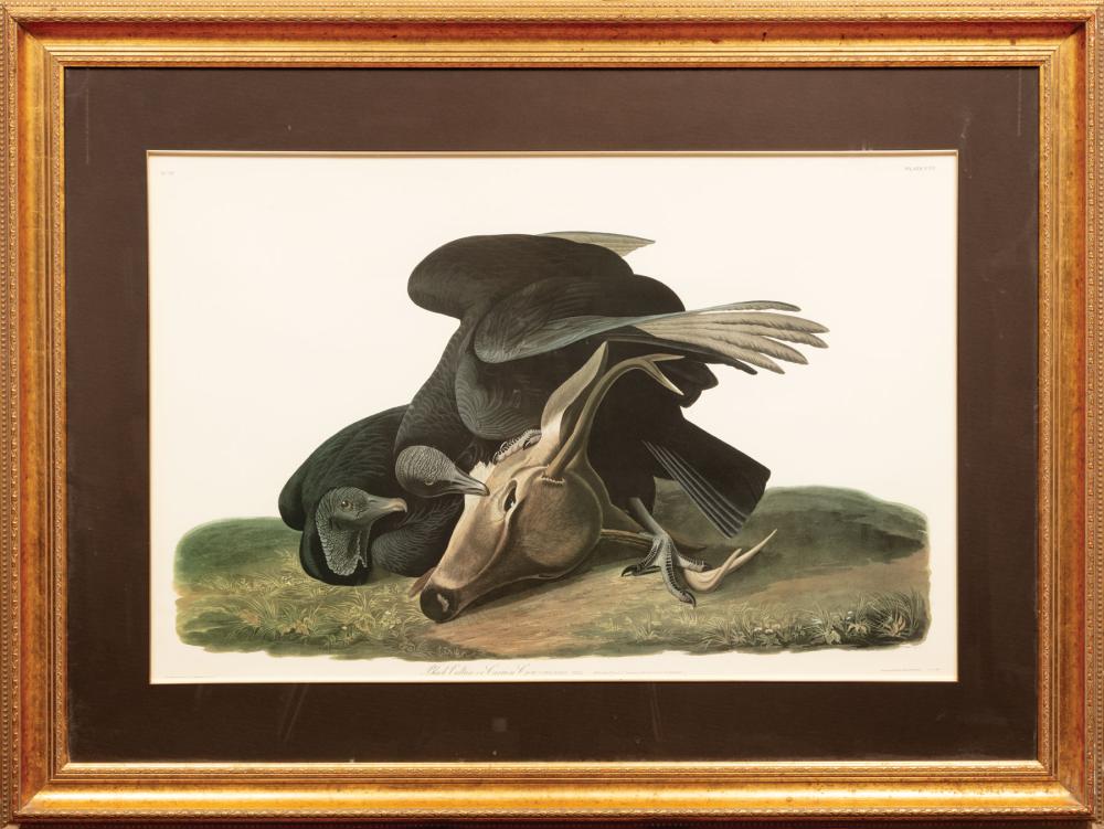 Appraisal: After John James Audubon American - Black Vulture or Carrion