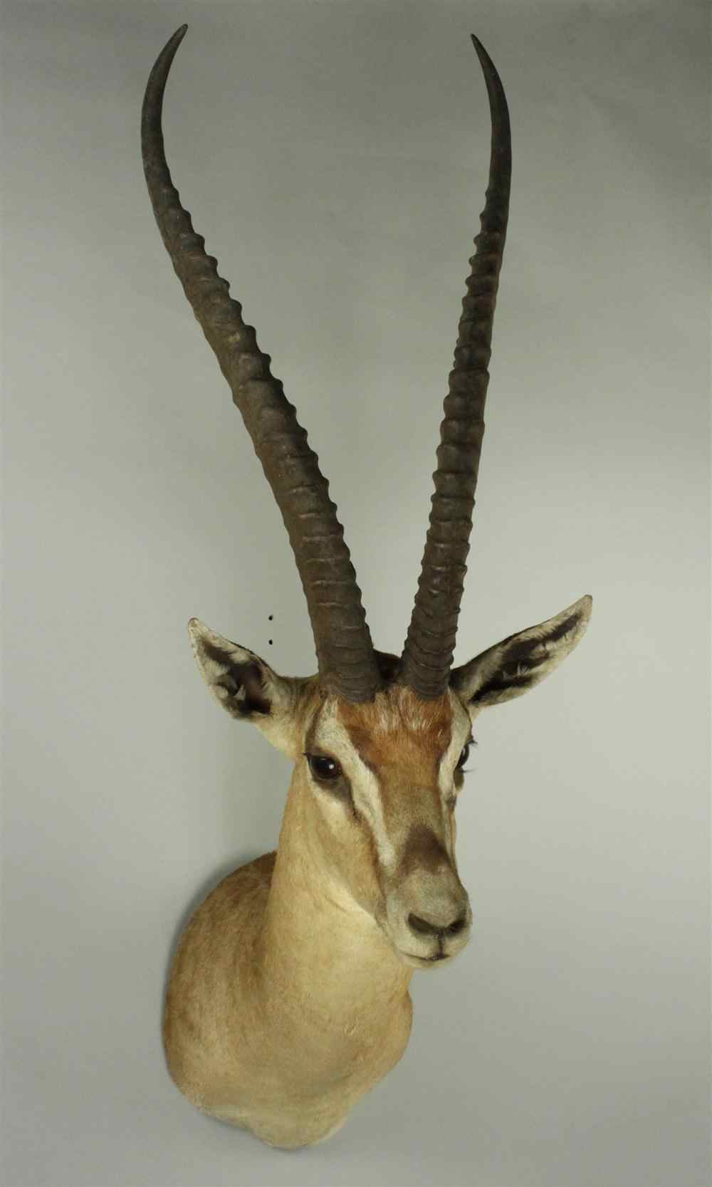 Appraisal: EAST AFRICAN GRANT'S GAZELLE TAXIDERMY SHOULDER MOUNT LABEL ''JAMES L