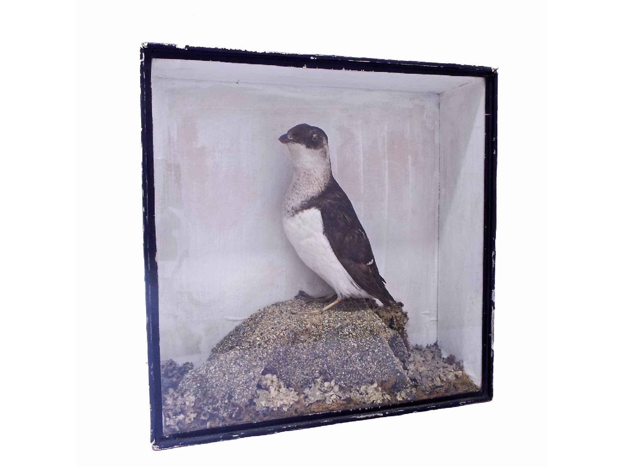 Appraisal: Taxidermy interest - little auk within an ebonised case the