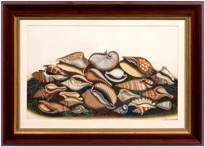 Appraisal: Mary Steele watercolor study of seashells including whelks cones olives