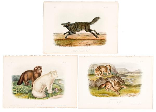 Appraisal: THREE AUDUBON FIRST OCTAVO QUADRUPEDS WOLVES FOXES from the first