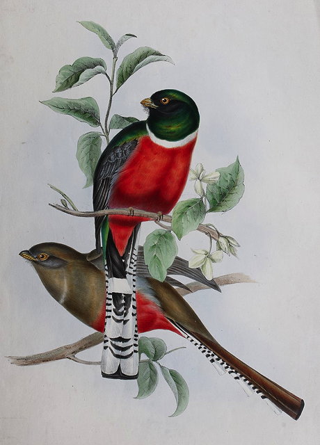 Appraisal: CHARLES HULLMANDEL AFTER JOHN GOULD'Trogon Oreskios' Mountain Trogon lithograph hand-coloured