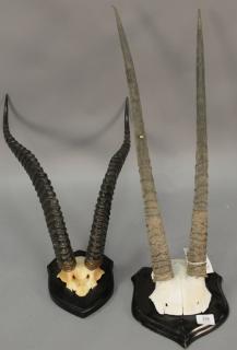 Appraisal: Two African taxidermy horn mounts including large Kenya waterbuck set