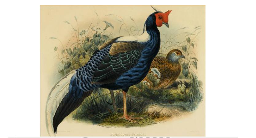 Appraisal: Bird Prints Hand-Colored Lithographs Wolf J Keulemans J G et