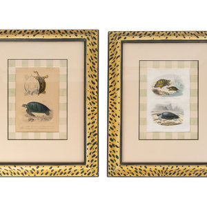 Appraisal: After George Edwards British - Turtle Species Two Engravings engraving