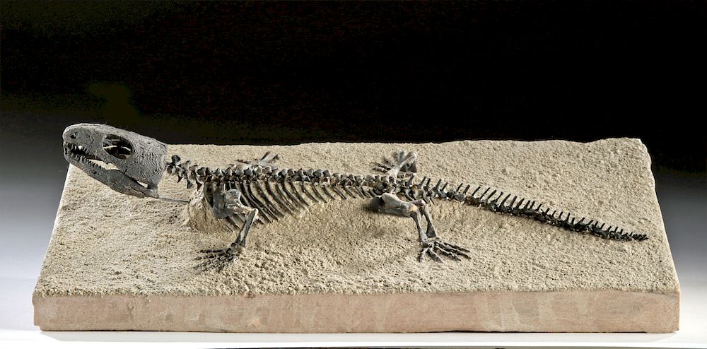 Appraisal: Southern USA Permian Fossilized Captorhinus Most likely found in Oklahoma