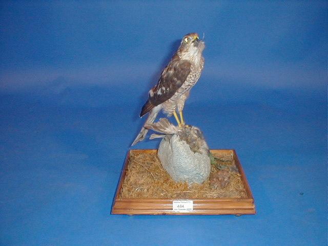 Appraisal: A taxidermy sparrow hawk cased