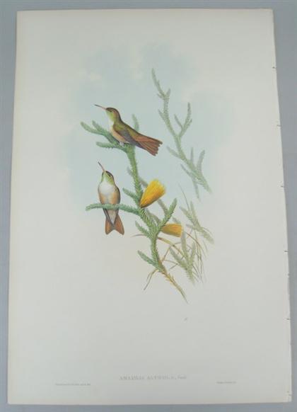 Appraisal: pieces Hand-Colored Lithographs Gould J E Sharpe Richard Short-Billed Emerald