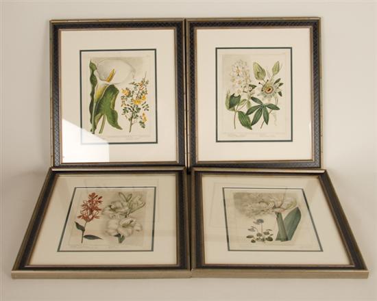 Appraisal: Four Edwards Hand-colored Engravings of Botanicals London each identically double