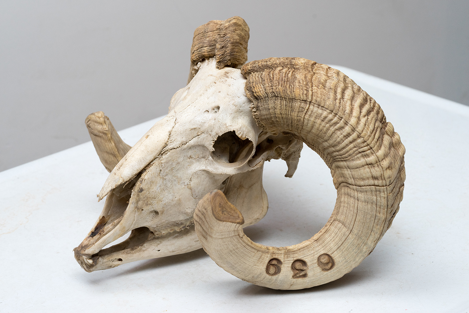 Appraisal: A VINTAGE RAM SKULL Complete h x w x d