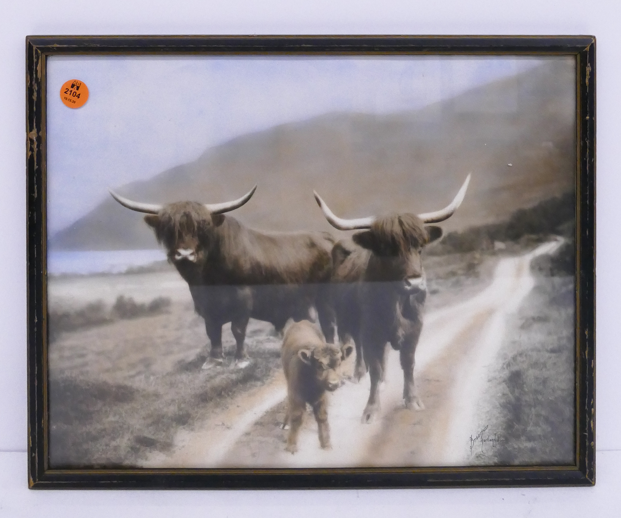 Appraisal: Highland Cattle Tinted Photograph Framed- x ''