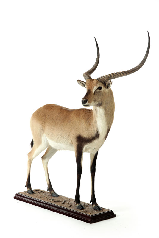 Appraisal: LECHWE FULL BODY TAXIDERMY MOUNT On a base ''l