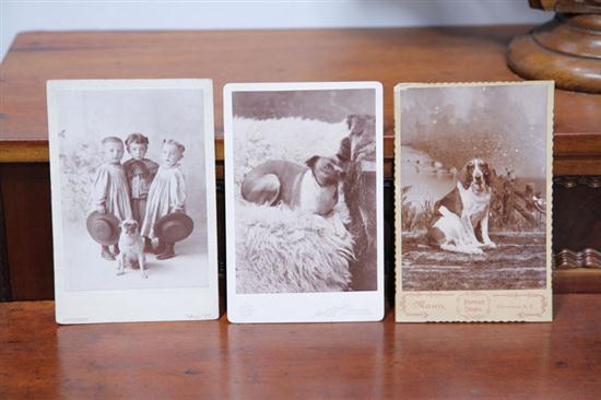 Appraisal: THREE DOG PORTRAIT CABINET CARDS American late th century Seated