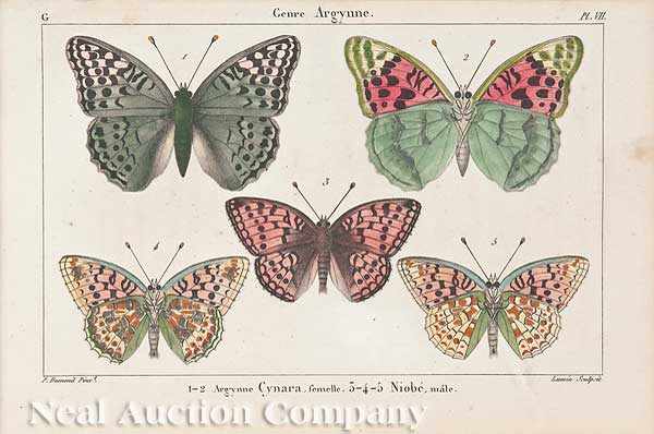 Appraisal: A Collection of Seven Hand-Colored Engravings of Butterflies and Moths