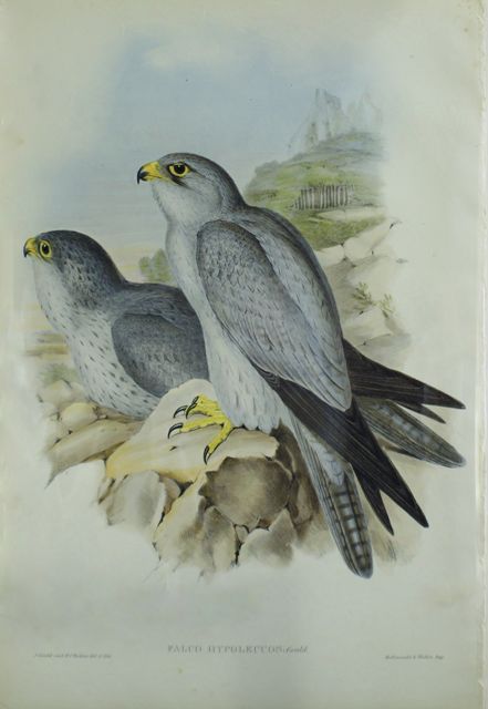 Appraisal: Grey Falcon Falco Hypoleucus