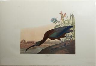 Appraisal: John James Audubon - Glossy Ibis No Plate Amsterdam edition