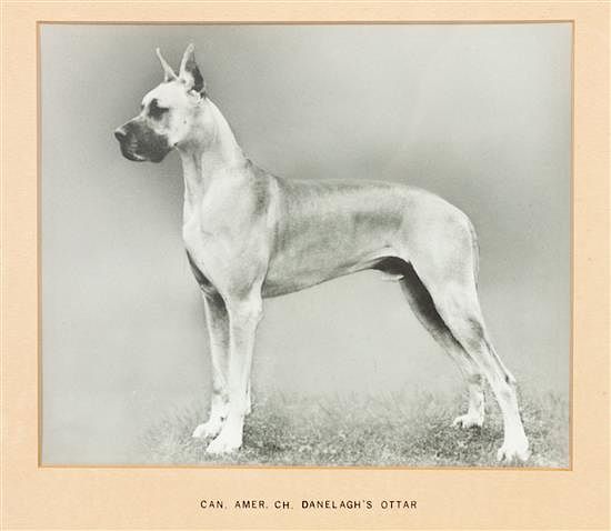 Appraisal: Two Prints depicting Great Danes Larger x inches Two Prints