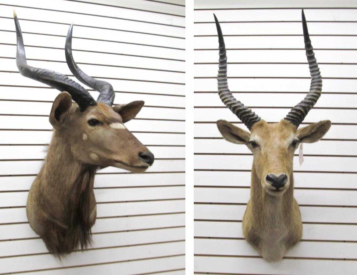 Appraisal: TWO AFRICAN ANTELOPE TAXIDERMY MOUNTS Nyala Mozambique Lechwe Botswana Both