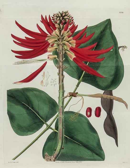 Appraisal: Royal Botanic Gardens - Curtis's Botanical Magazine A Substantial Collection