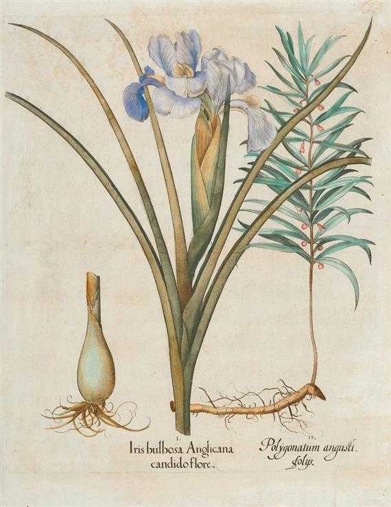 Appraisal: BOTANY -Basilius Besler - after I Iris bulbosa Anglicana candido