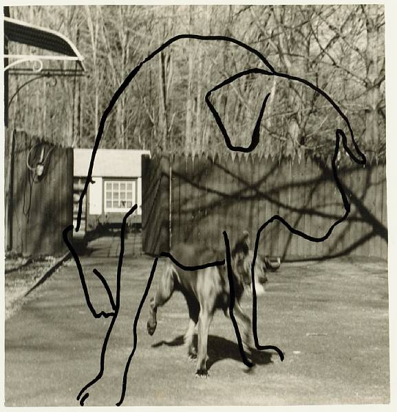 Appraisal: William Wegman American born Dog Drawn on Dog Gelatin silver