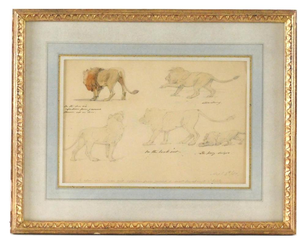 Appraisal: Attributed to Alfred William Stratt British - Sketches of Lions