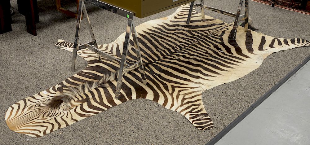 Appraisal: Zebra skin rug ' x ' Zebra skin rug '