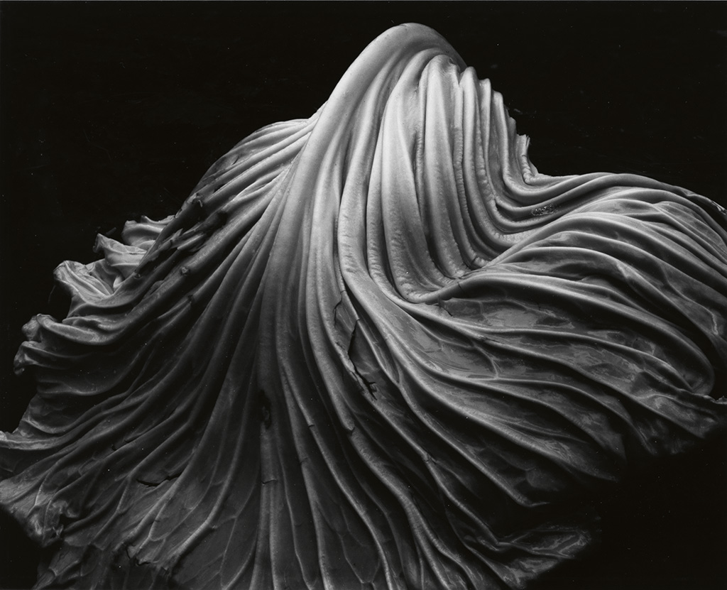 Appraisal: WESTON EDWARD - WESTON COLE - Cabbage Leaf Silver print