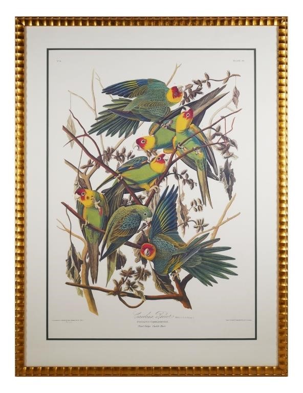 Appraisal: After John James Audubon American - Carolina Parrots No Plate