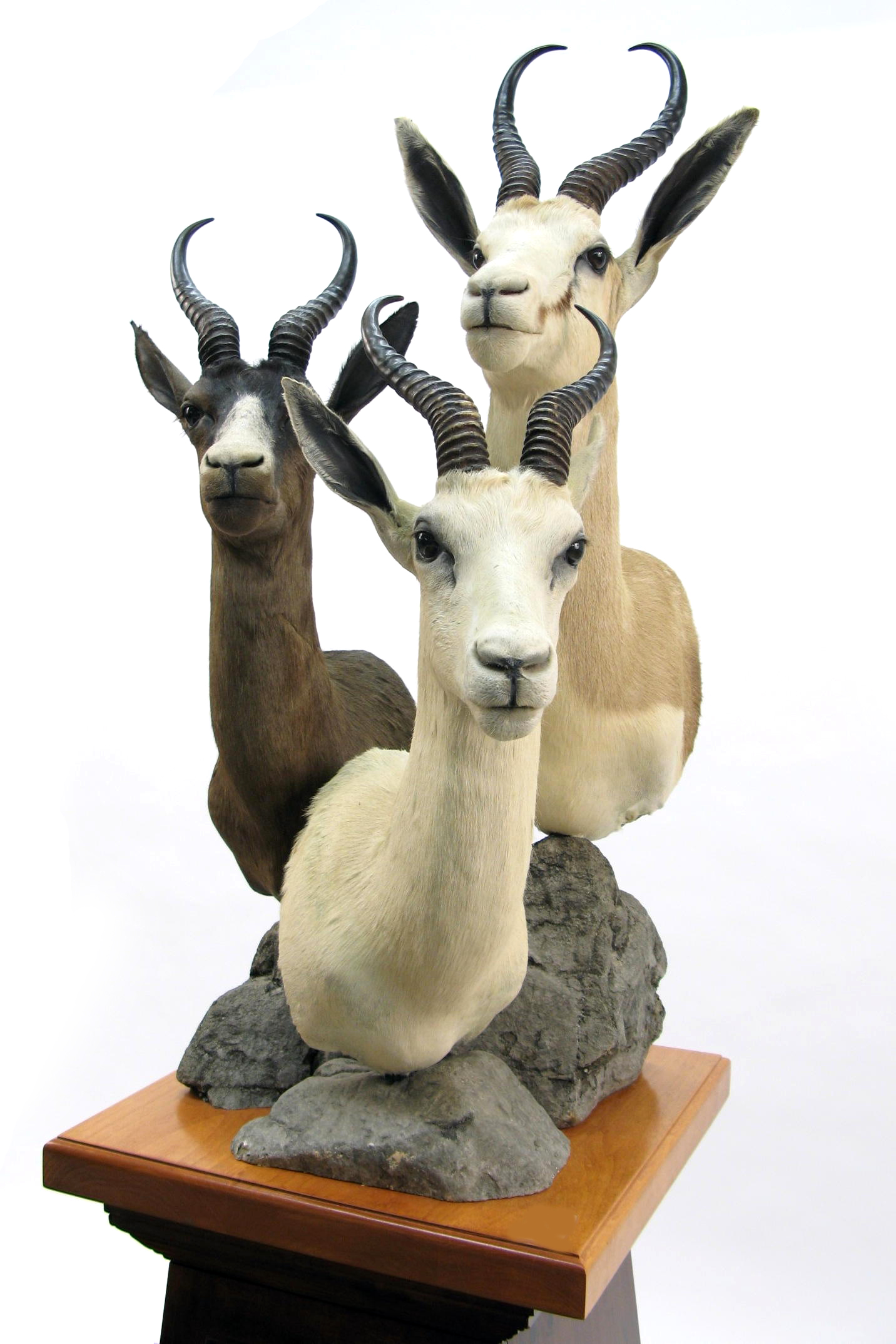 Appraisal: THREE AFRICAN SPRINGBUCK ANTELOPES ON CABINET PEDESTAL Common Springbuck Black