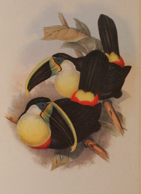 Appraisal: A framed Gould print of the Citron-Breasted Toucan