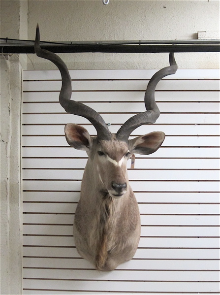 Appraisal: SOUTHERN AFRICA GREATER KUDU TAXIDERMY MOUNT a head shoulder mount