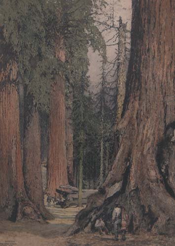 Appraisal: Mariposa Grove hand colored etching on Paper Kasimir Luigi x