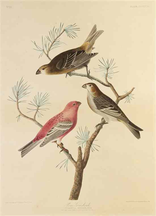 Appraisal: AUDUBON JOHN JAMES after HAVELL ROBERT Pine Grossbeak Pyrrhula Enucleator