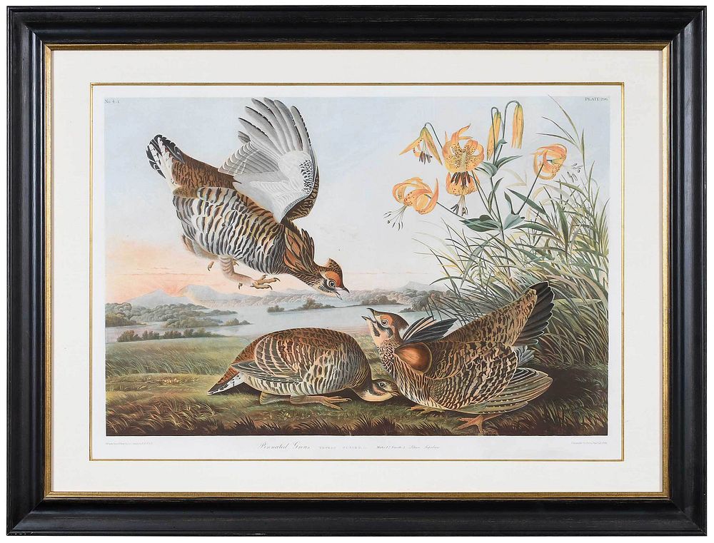 Appraisal: After John James Audubon New York - Pinnated Grous Plate