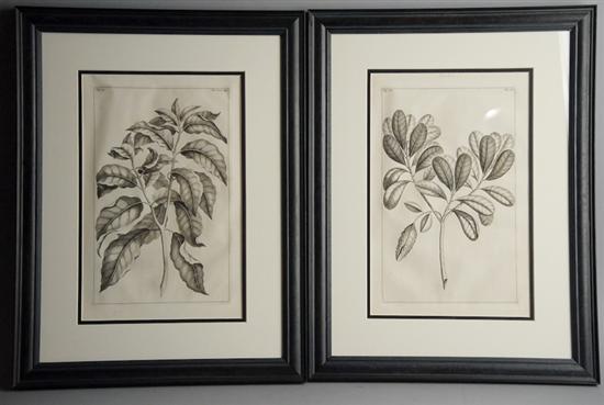 Appraisal: Six Pierre Bouchoz Engravings of Tree Sections black and white