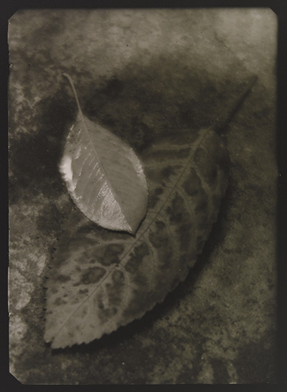 Appraisal: SUDEK JOSEF - The Coming of Autumn Silver print x