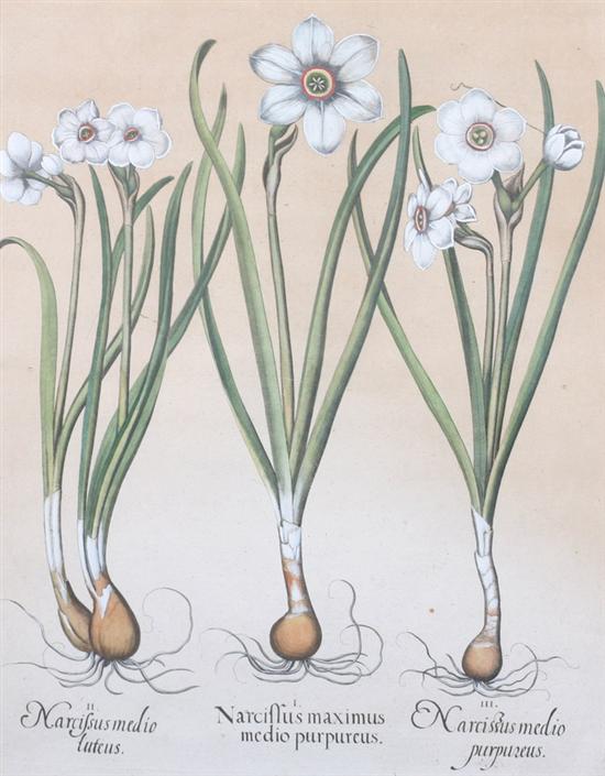 Appraisal: HAND COLORED ENGRAVING OF NARCISSUS Narcissus medio luteus Narcissus maximus