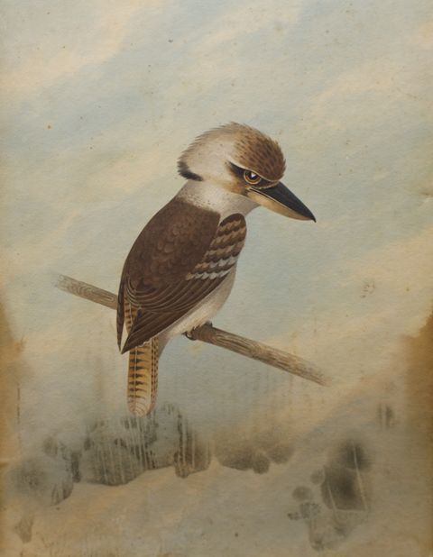 Appraisal: George Fischer Kookaburra watercolour signed 'G FISCHER ' centre right