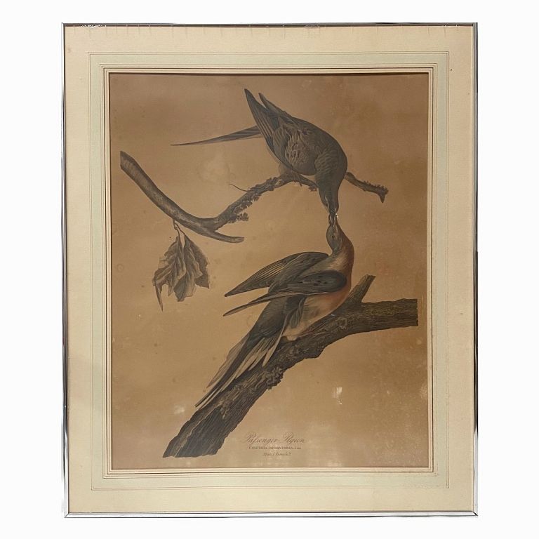 Appraisal: Audubon Havell Birds of America Engraving Print Audubon Havell Birds