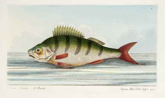 Appraisal: North Roger A Treatise on Fish and Fish-Ponds illustrated with