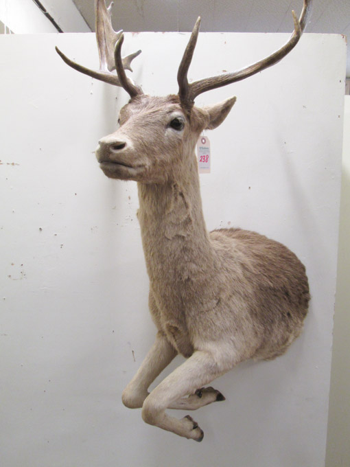 Appraisal: TAXIDERMY HALF BODY WALL MOUNT Fallow Deer buck Spiedon Island