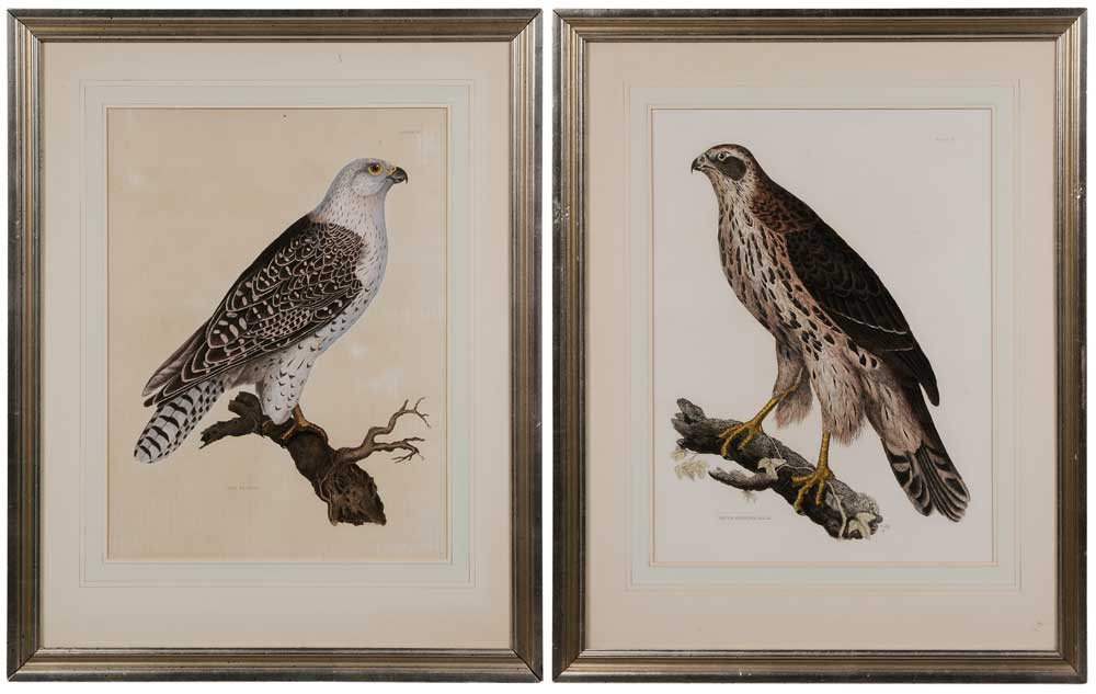 Appraisal: After Prideaux John Selby British - Two hand-colored bird etchings