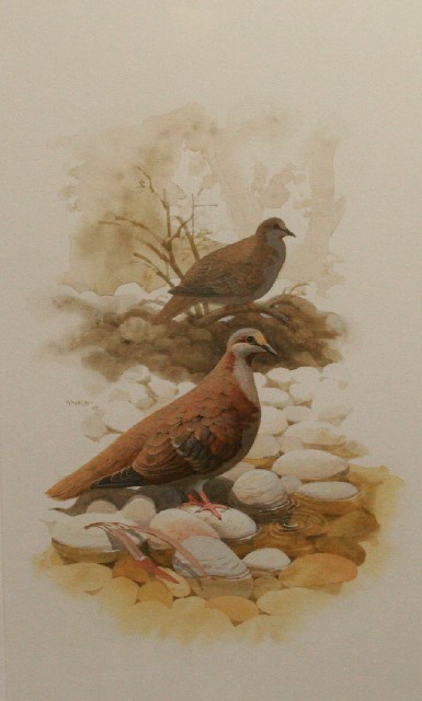 Appraisal: Frank Knight Frank Knight Brown Pigeons watercolour and gouache signed