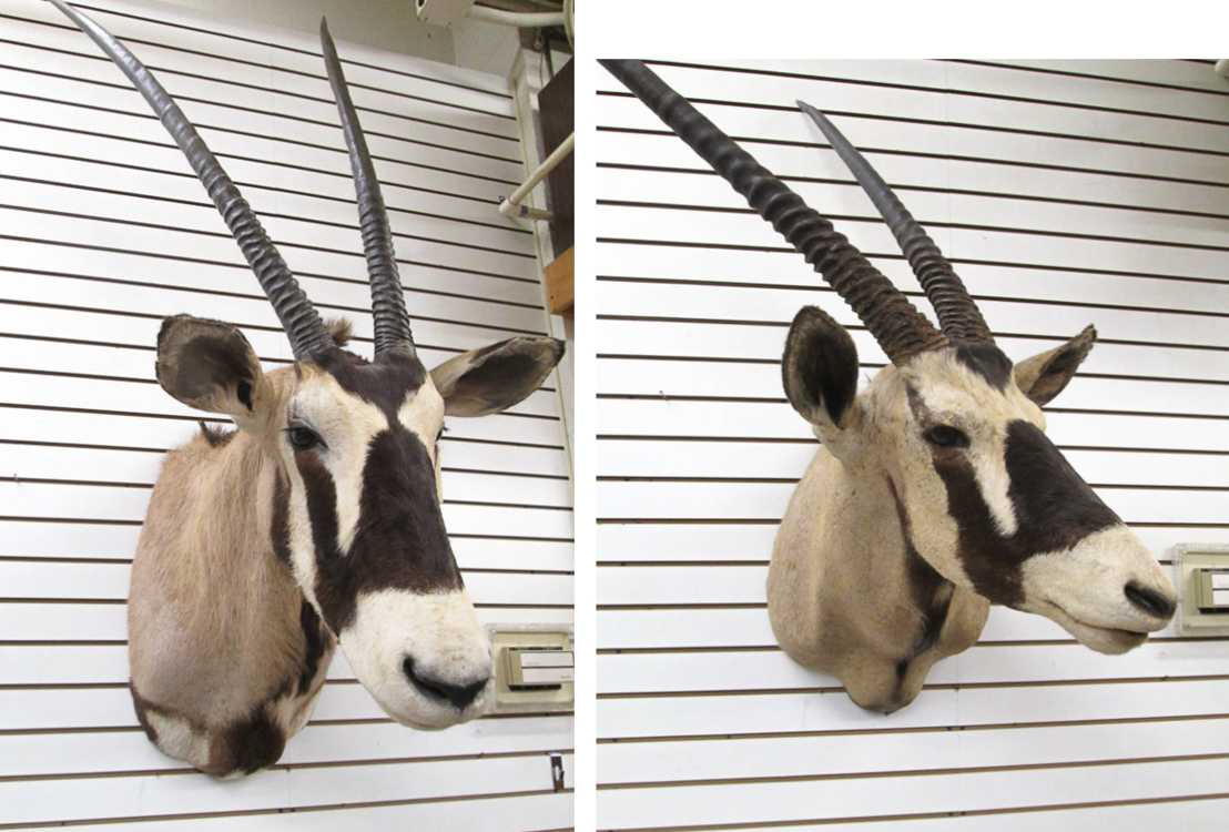 Appraisal: TWO AFRICAN TAXIDERMY MOUNTS gemboks aka gemsbuck a large antelope